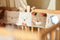 Jollein - Activiteiten boxhanger - Animal Friends
