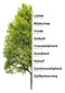 Interieurbord A4 - Boom
