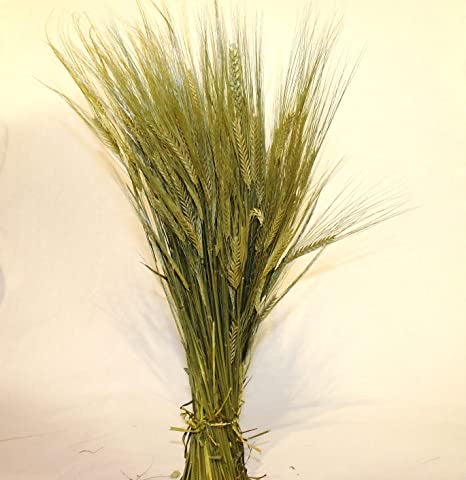 LUV’s DROOGBLOEMEN - Dried Hordeum Natural