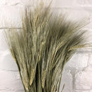 LUV’s DROOGBLOEMEN - Dried Hordeum Natural