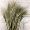 LUV’s DROOGBLOEMEN - Dried Hordeum Natural