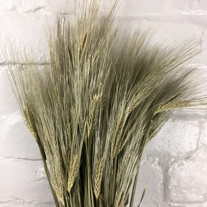 LUV’s DROOGBLOEMEN - Dried Hordeum Natural
